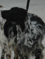Setter Anglais BARACCA DE CORIAM Setter Anglais BARACCA DE CORIAM